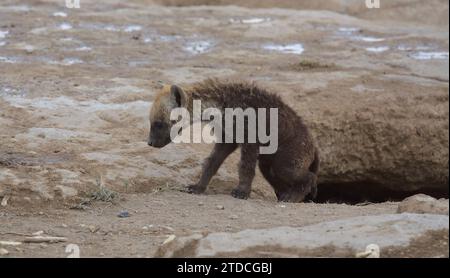 spotted hyena cub emerges from its den to explore its environment in the wild amboseli national park, kenya Stock Photo