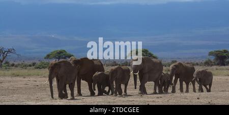 herd of african elephants make their daily trek from the foothills of mount kilimanjaro to amboseli national park, kenya, in their search for water Stock Photo