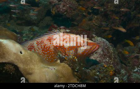 juvenile coral grouper resting nestled amongst the colurful coral reefs of watamu marine park, kenya Stock Photo