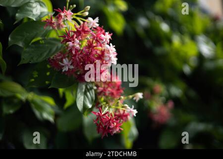 Quisqualis Indica flower plant. Chinese Honey Suckle Flowers.  Pink Flower In The Garden Stock Photo