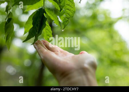 Leaves and hands with raindrops Stock Photo