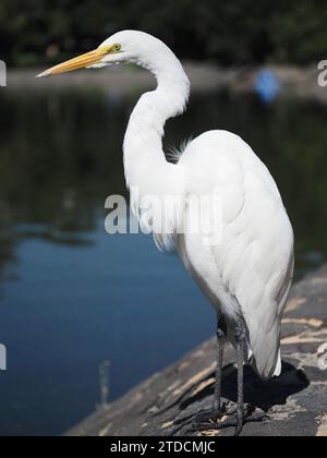 Great egret (Ardea alba) - also known as common egret, large egret, great white egret, or great white heron - in Mexico City, Mexico Stock Photo