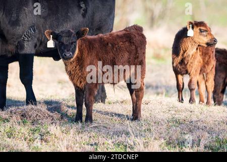 Angus calf looking at the camera while standing next to its mother. Stock Photo