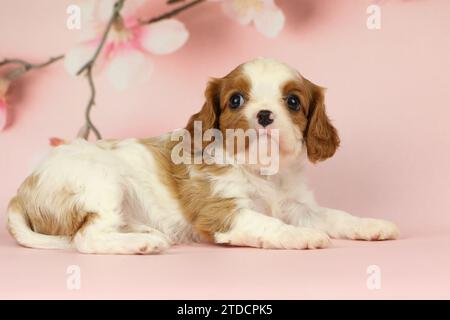 Cute cavalier King Charles spaniel puppy on pink background Stock Photo