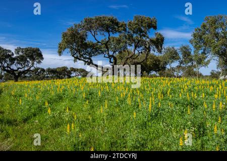 dehesa, Nossa Senhora da Graça do Divor ,Évora, Alentejo, Portugal Stock Photo