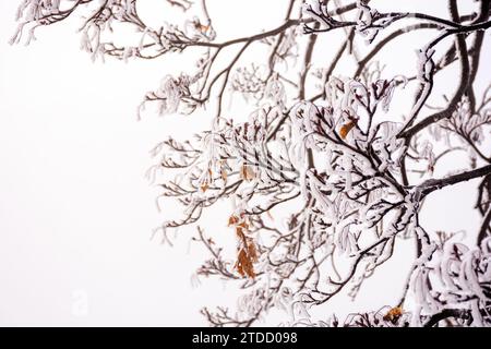 ice frozen branch of a tree with few brown leaves. foggy nature background in winter Stock Photo