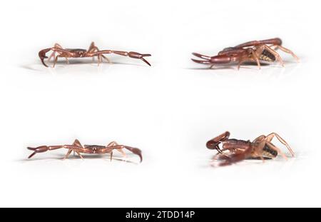 Pseudoscorpion ,Chelifer cancroides in various positions. Size 3.5mm Stock Photo