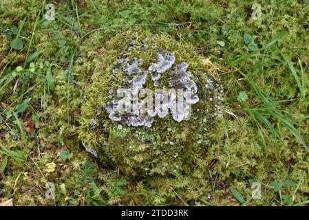 Textured Lungwort, Lobaria scrobiculata, a Foliose Lichen & Trumpet Cup Lichen, Cladonia fimbriata, Growing on a Stone on Moss-Covered Forest Floor Stock Photo