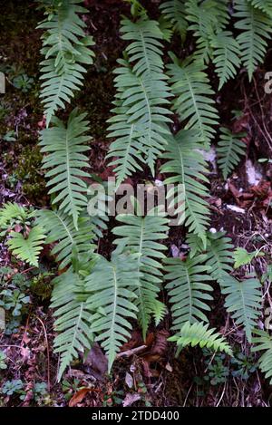 Serrated Leaves of Common Polypody Fern, Polypodium vulgare Stock Photo