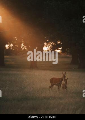 A beautiful scene in Richmond Park, UK ENCHANTING pictures of Richmond Park?s stunning waters and rich wildlife were captured last week up to as recen Stock Photo