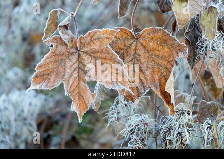 Fallen, Dried, Maple, leaves on Clematis, Plant, Shrub, Clematis vitalba, Old man's beard in Winter Dried leaves Stock Photo
