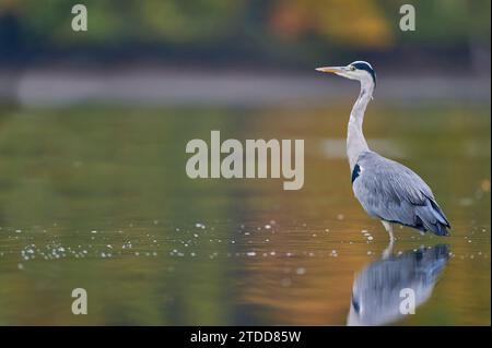 Graureiher, Ardea cinerea, grey heron Stock Photo