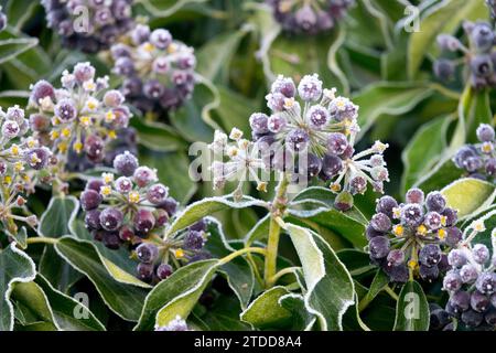 White hoar frost on ivy berries, Hedera helix in winter Stock Photo