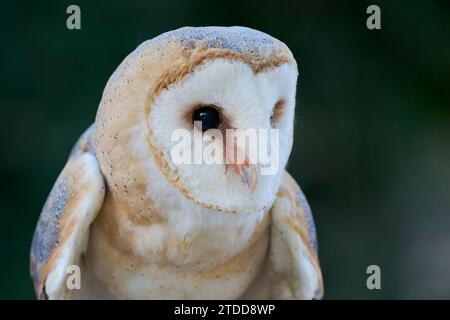 Schleiereule, Tyto alba, Barn Owl Stock Photo