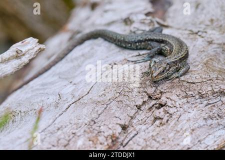 Waldeidechse,Zootoca vivipara,Common Lizard Stock Photo