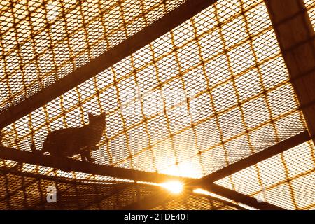 black silhouette of cat walking on roof top with net protection. Stock Photo