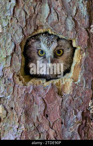Raufusskauz,Aegolius funereus,Boreal Owl Stock Photo