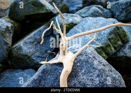 tree branch washed up on rock armour Stock Photo