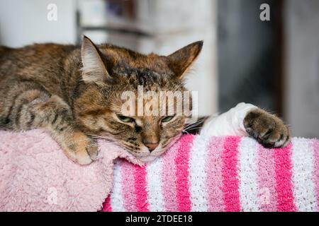 A tabby cat with a bandaged paw lies on the legs of its owner with a sad look Stock Photo