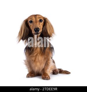 Cute smooth longhaired Dachshund dog aka teckel, sitting up facing front. Looking towards camera. Isolated on a white background. Stock Photo