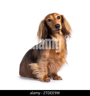 Cute smooth longhaired Dachshund dog aka teckel, sitting up side ways. Looking towards camera. Isolated on a white background. Stock Photo