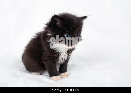 Small cute black and white kitten sits on white sheet. Stock Photo