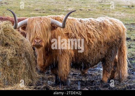 Highland Cow feeding on Hay Stock Photo