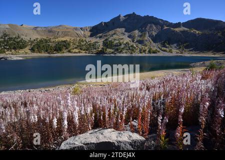 Masses of Seeding Rosebay Willowherb or Fireweed, Chamaenerion angustifolium, Showing Seed Capsules & Cotton Wool Seeds on Shores of Allos Lake France Stock Photo