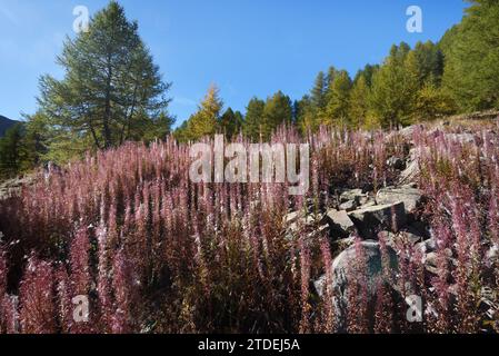 Masses of Seeding Rosebay Willowherb or Fireweed, Chamaenerion angustifolium, Showing Seed Capsules & Cotton Wool Seeds on Hillside in French Alps Stock Photo