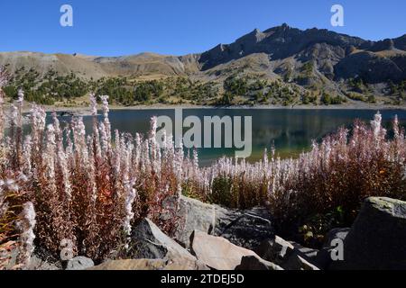 Masses of Seeding Rosebay Willowherb or Fireweed, Chamaenerion angustifolium, Showing Seed Capsules & Cotton Wool Seeds on Shores of Allos Lake France Stock Photo