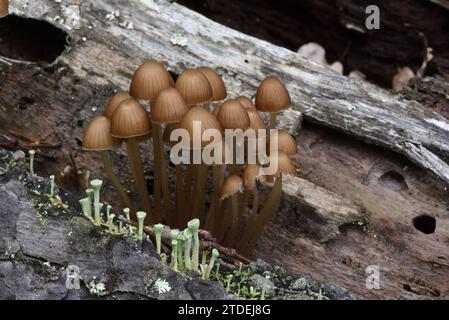 Trumpet Cup Lichen, Cladonia fimbriata, and Bonnet Mushrooms, Clustered Bonnet aka Oak-Stump Bonnet Cap, Mycena inclinata, Growing on Rotton Stump Stock Photo