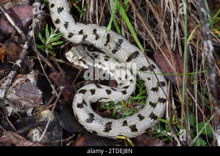 Viper, Asp, Asp Viper, European Asp or Aspic Viper, Vipera aspis, Snake or Serpent in Grass Stock Photo