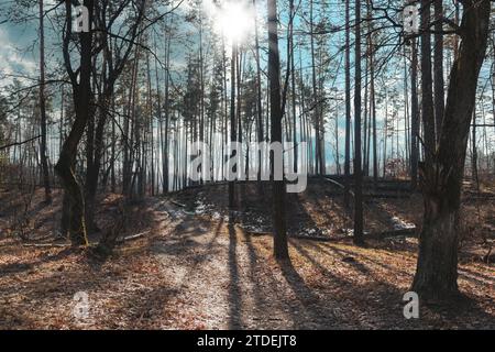 Springtime forest landscape. Melting snow and sun shining through the tree branches with long shadows. Stock Photo