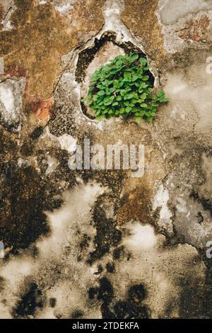 Green plant growing through rock wall Stock Photo - Alamy