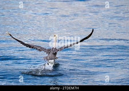 Brown Pelican taking flight at Playa Chacala, Nayarit, Mexico. Stock Photo