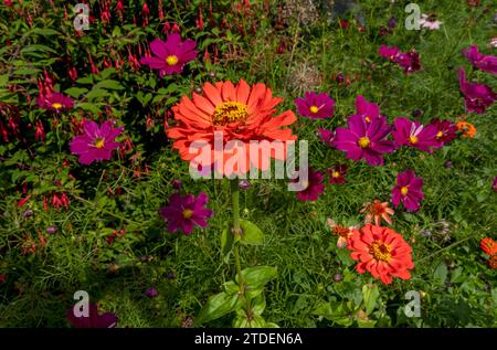 Close up of orange zinnias zinnia and red pink cosmos flowers flower flowering growing in border in summer England UK United Kingdom GB Great Britain Stock Photo