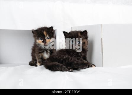 Two cute tortoiseshell kittens and white cardboard boxes. Stock Photo