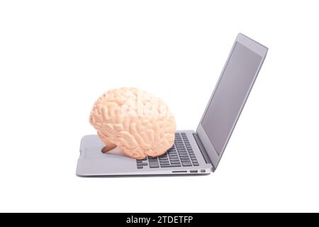 Human brain anatomical model on laptop. Stock Photo