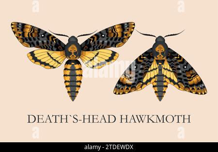 Deaths-head hawk moth Stock Vector