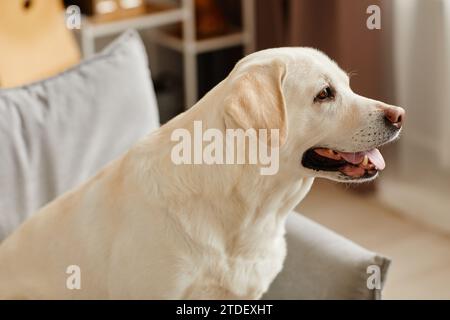 Side view portrait of big white labrador dog sitting on sofa in living room Stock Photo