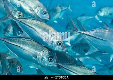 A school of bigeye trevally (Caranx sexfasciatus), Village Reef, Raja Ampat, Indonesia, Southeast Asia Stock Photo