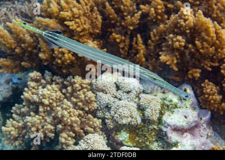 An adult trumpetfish (Aulostomus chinensis), off the reef on Bangka Island, near Manado, Indonesia, Southeast Asia Stock Photo