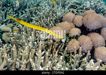 An adult trumpetfish (Aulostomus chinensis), off the reef on Bangka Island, near Manado, Indonesia, Southeast Asia Stock Photo