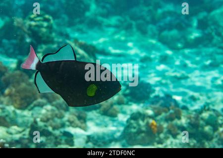 An adult pinktail triggerfish (Melichthys vidua) swimming on the reef off Bangka Island, Indonesia, Southeast Asia Stock Photo