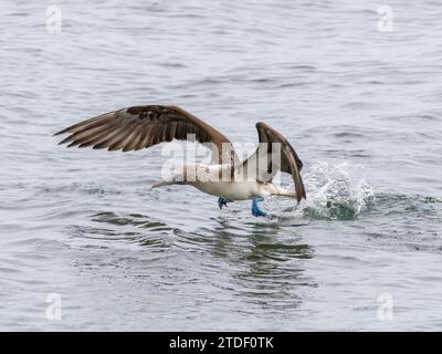 Adult blue-footed booby (Sula nebouxii) taking flight in Buccaneer Cove, Santiago Island, Galapagos Islands, UNESCO World Heritage Site, Ecuador Stock Photo