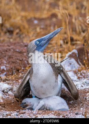 Adult blue-footed booby (Sula nebouxii) with chicks on North Seymour Island, Galapagos Islands, UNESCO World Heritage Site, Ecuador, South America Stock Photo