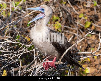 An adult red-footed booby (Sula sula), at Punta Pitt, San Cristobal Island, Galapagos Islands, UNESCO World Heritage Site, Ecuador, South America Stock Photo