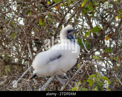 A red-footed booby (Sula sula) chick in a tree at Punta Pitt, San Cristobal Island, Galapagos Islands, UNESCO World Heritage Site, Ecuador Stock Photo