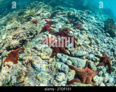Panamic cushion star (Pentaceratser cumingi), in a scrum on Fernandina Island, Galapagos carpet (Sesuvium edmonstonei), Punta Pitt Stock Photo