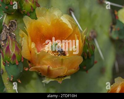 A flowering blind pricklypear cactus (Opuntia rufida), Big Bend National Park, Texas, United States of America, North America Stock Photo